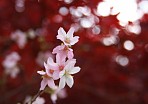 2005 小原四季桜と紅葉
