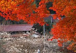2005 小原四季桜と紅葉