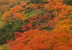 2006 御嶽山の紅葉