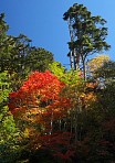 2006 志賀高原の紅葉