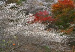 2006 小原四季桜と紅葉