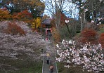 2006 小原四季桜と紅葉