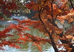 2006 岡崎市東公園の紅葉
