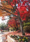 2006 岡崎市東公園の紅葉